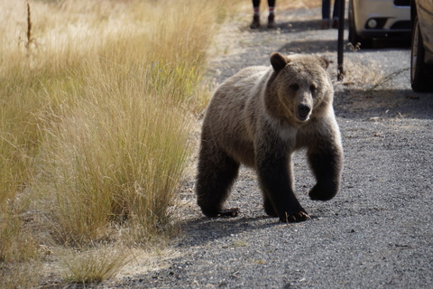 bear_bare onlyfans leaked picture 2