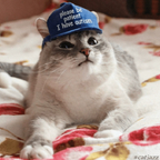 catinthebluehat (Cat) OnlyFans content 

 profile picture