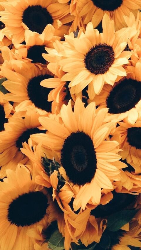 sunflower.27 onlyfans leaked picture 2